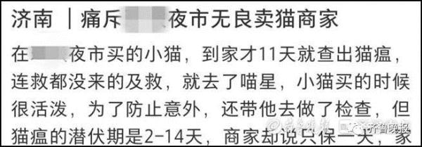 夜市买回小猫,才四天就去了“喵星”!记者暗访济南“星期猫狗”市场 夜市买回小猫,才四天就去了“喵星”!记者暗访济南“星期猫狗”市场