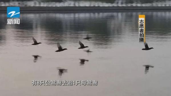 今天，杭州西湖这一幕，被拍到了！