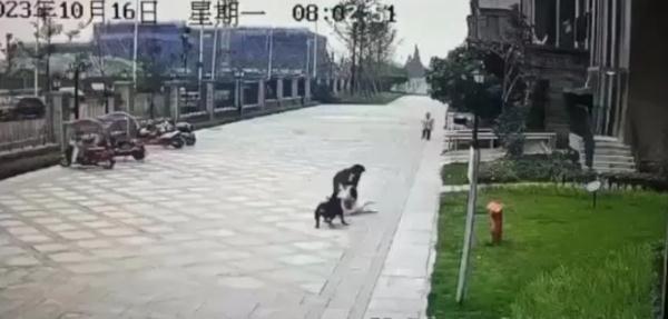 四川女童遭恶犬撕咬,律师解读:若是无主流浪犬,责任由谁担? 四川女童遭恶犬撕咬,律师解读:若是无主流浪犬,责任由谁担?
