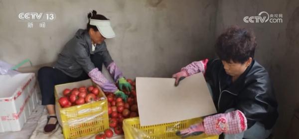 我国设施农业发展迅速 有效满足市场“菜篮子”“果盘子”“花架子”需求