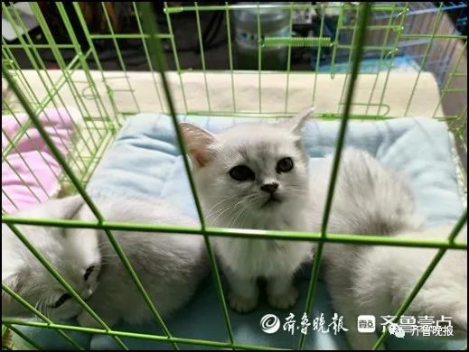 夜市买回小猫,才四天就去了“喵星”!记者暗访济南“星期猫狗”市场 夜市买回小猫,才四天就去了“喵星”!记者暗访济南“星期猫狗”市场