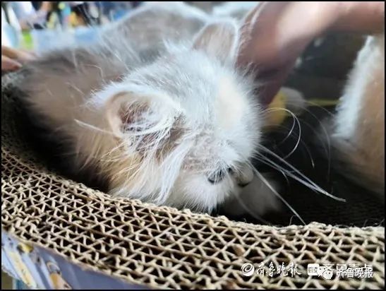 夜市买回小猫,才四天就去了“喵星”!记者暗访济南“星期猫狗”市场 夜市买回小猫,才四天就去了“喵星”!记者暗访济南“星期猫狗”市场