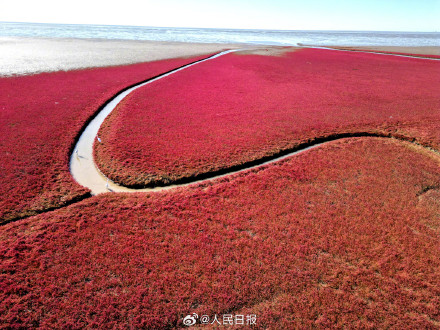 辽宁盘锦大片红海滩有多美 辽宁盘锦大片红海滩有多美