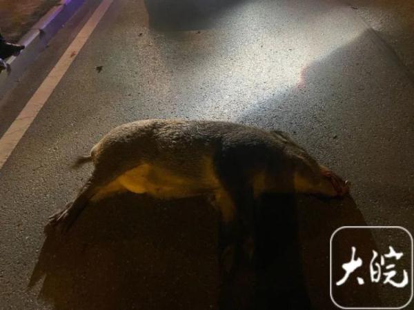 合肥街头一野猪被出租车撞死！交警：车主全责
