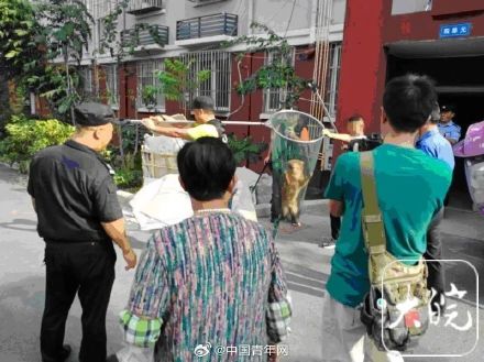 合肥明确宠物狗出门不拴绳一律捕捉