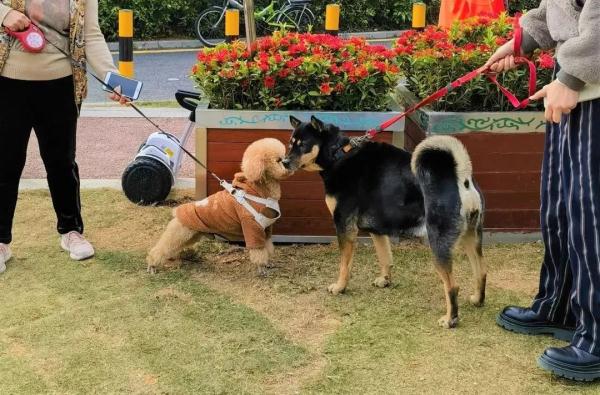 注意！深圳这25种犬禁养