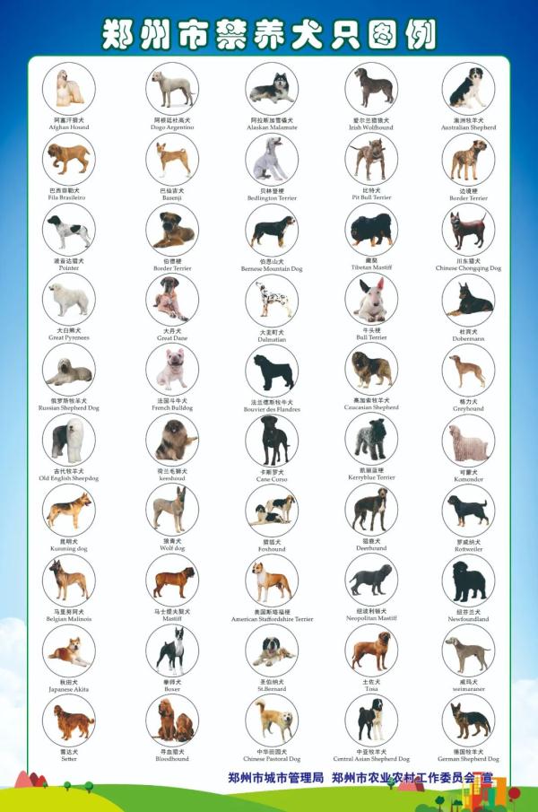 这些犬，郑州禁养！