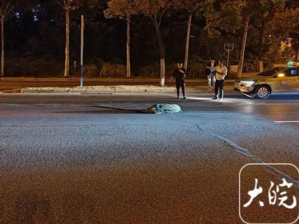 合肥街头一野猪被出租车撞死！交警：车主全责