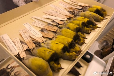 美国官宣21个物种已灭绝 美国官宣21个物种已灭绝