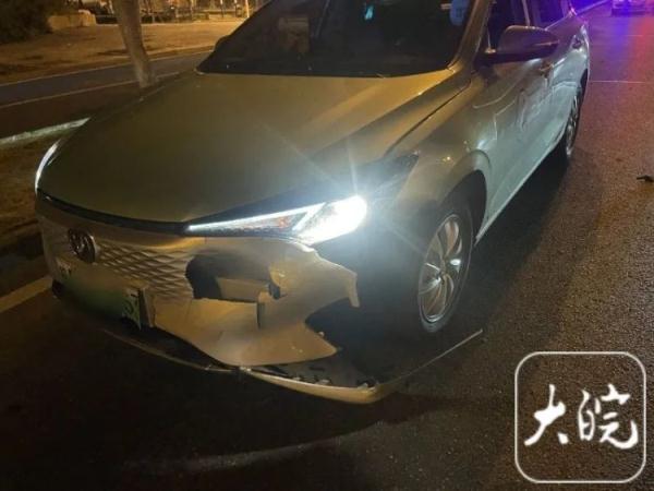 合肥街头一野猪被出租车撞死！交警：车主全责