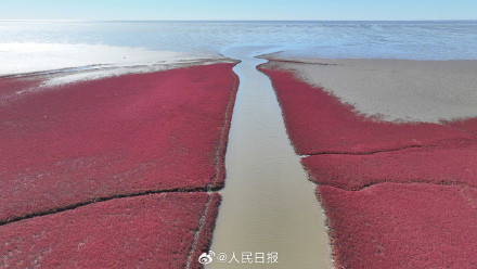 辽宁盘锦大片红海滩有多美 辽宁盘锦大片红海滩有多美