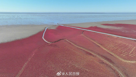 辽宁盘锦大片红海滩有多美 辽宁盘锦大片红海滩有多美
