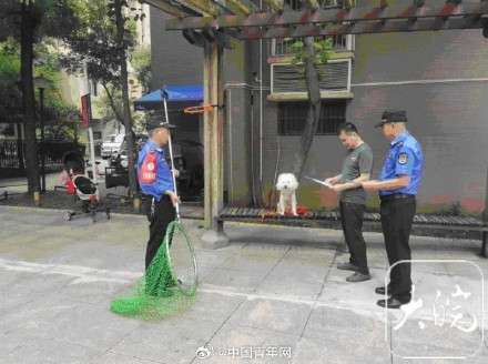 合肥明确宠物狗出门不拴绳一律捕捉