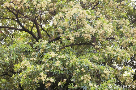 深圳路边的糖胶树正值盛花期，其气味有害吗？