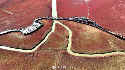 辽宁盘锦大片红海滩有多美 辽宁盘锦大片红海滩有多美