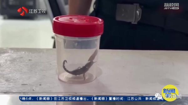 头皮发麻!假睫毛里发现612只蚂蚁、37只蝎子 头皮发麻!假睫毛里发现612只蚂蚁、37只蝎子