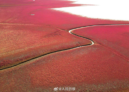辽宁盘锦大片红海滩有多美 辽宁盘锦大片红海滩有多美