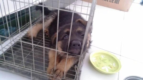 黑狗主人已找到！阜阳多个小区已行动！遛狗不牵绳，抓！