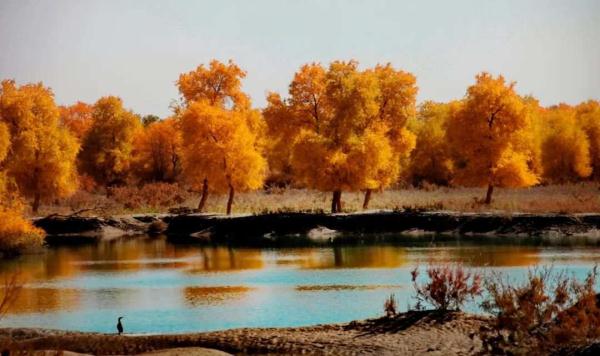 氛围感拉满!当火车驶过绝美胡杨林 氛围感拉满!当火车驶过绝美胡杨林