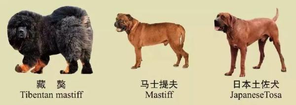 速看!南京养犬规定 速看!南京养犬规定