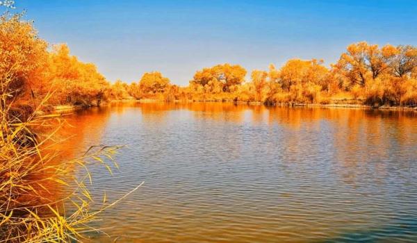 氛围感拉满!当火车驶过绝美胡杨林 氛围感拉满!当火车驶过绝美胡杨林