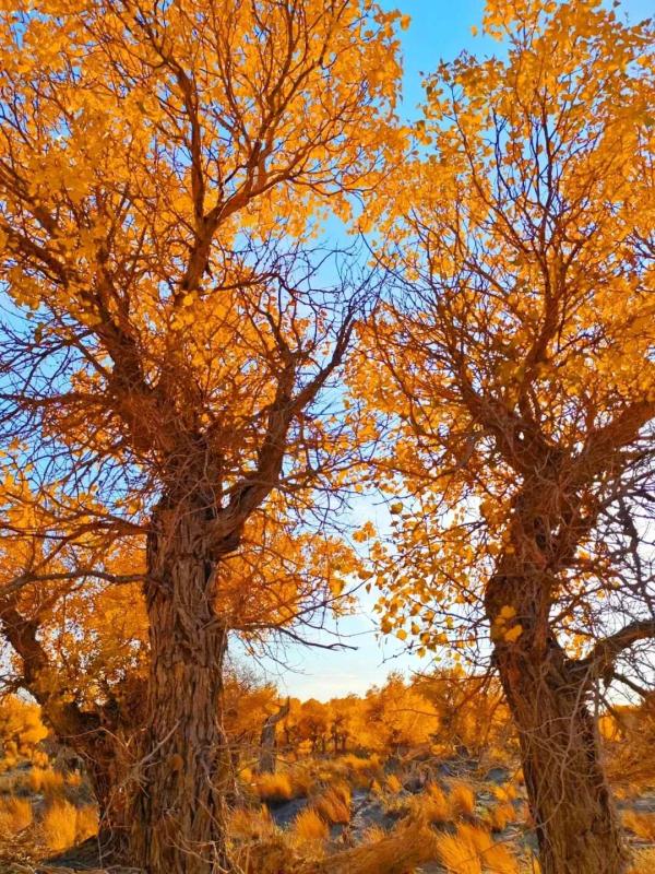 氛围感拉满!当火车驶过绝美胡杨林 氛围感拉满!当火车驶过绝美胡杨林