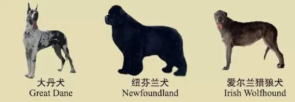 速看!南京养犬规定 速看!南京养犬规定