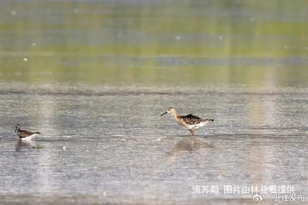 新记录!舟山首次发现 新记录!舟山首次发现