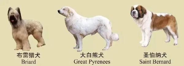 速看!南京养犬规定 速看!南京养犬规定