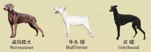 速看!南京养犬规定 速看!南京养犬规定