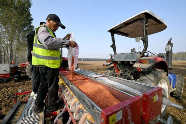 河北廊坊安次区：冬小麦播种忙