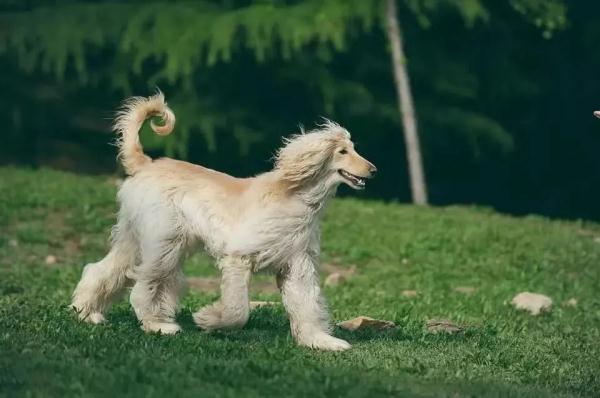 宝贵！深圳禁养这25种犬！养狗东说念主不作念这事作歹！