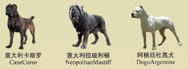 速看!南京养犬规定 速看!南京养犬规定