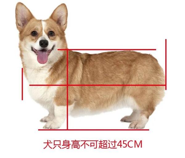 恶犬伤人事件频发,武汉养犬现状如何? 恶犬伤人事件频发,武汉养犬现状如何?