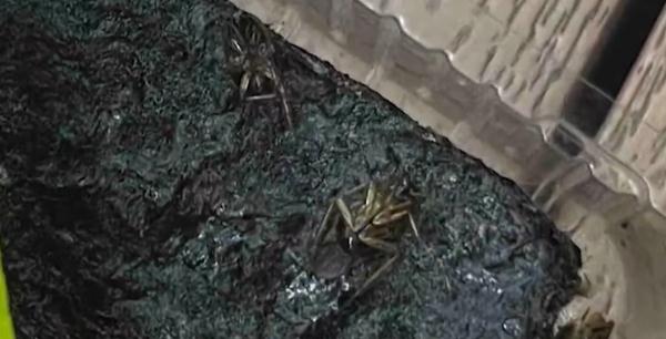呕！女子打开山姆海苔发现3只死蟑螂，食品仍在保质期内……