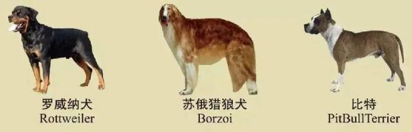 注意！南京禁养这30种犬种