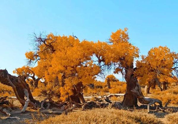 氛围感拉满!当火车驶过绝美胡杨林 氛围感拉满!当火车驶过绝美胡杨林
