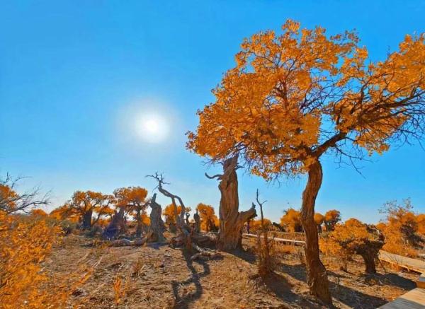 氛围感拉满!当火车驶过绝美胡杨林 氛围感拉满!当火车驶过绝美胡杨林