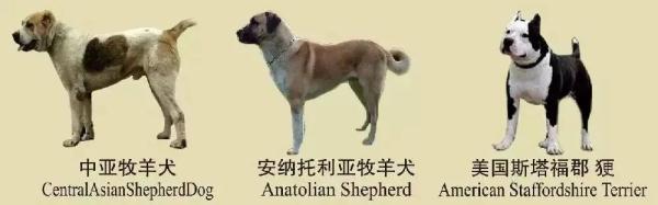 注意！南京禁养这30种犬种