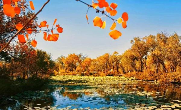 氛围感拉满!当火车驶过绝美胡杨林 氛围感拉满!当火车驶过绝美胡杨林