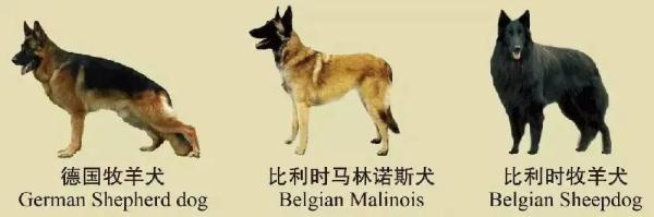 注意！南京禁养这30种犬种