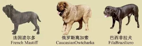 注意！南京禁养这30种犬种
