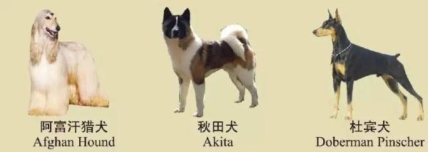 速看!南京养犬规定 速看!南京养犬规定