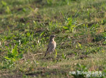 新记录!舟山首次发现 新记录!舟山首次发现