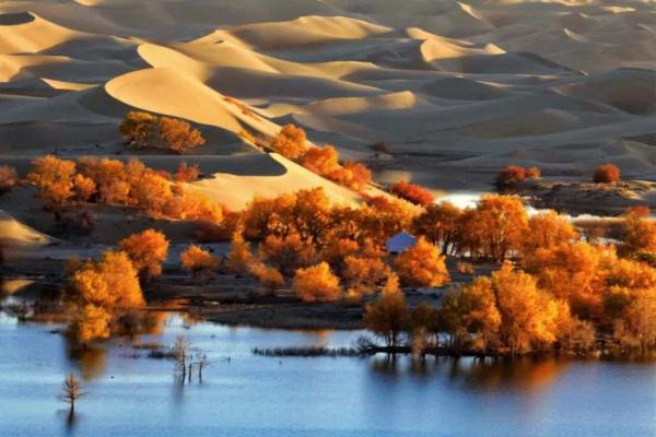 氛围感拉满!当火车驶过绝美胡杨林 氛围感拉满!当火车驶过绝美胡杨林