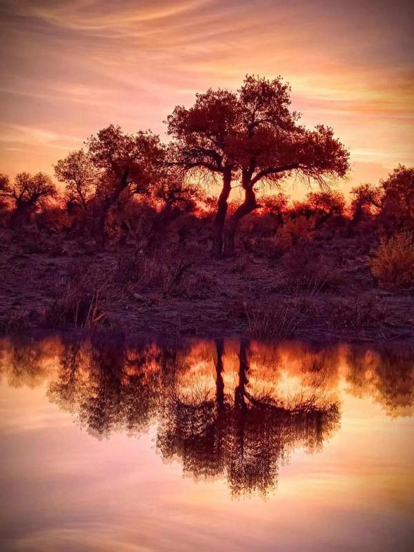 氛围感拉满!当火车驶过绝美胡杨林 氛围感拉满!当火车驶过绝美胡杨林