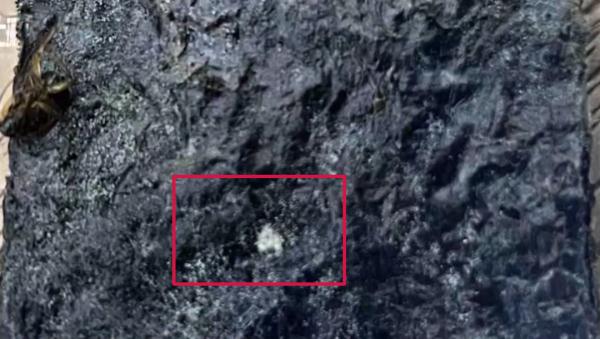 海苔内发现3只死蟑螂,产品仍在保质期内! 海苔内发现3只死蟑螂,产品仍在保质期内!