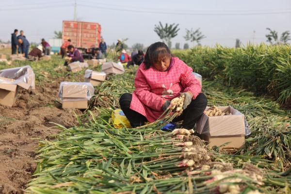 河北宁晋：生姜喜丰收 农户收获忙