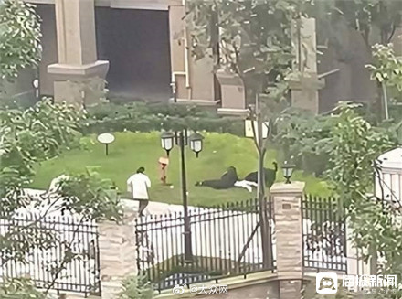 成都被狗咬伤女童家人众筹200万惹争议 律师称众筹不影响狗主人赔偿