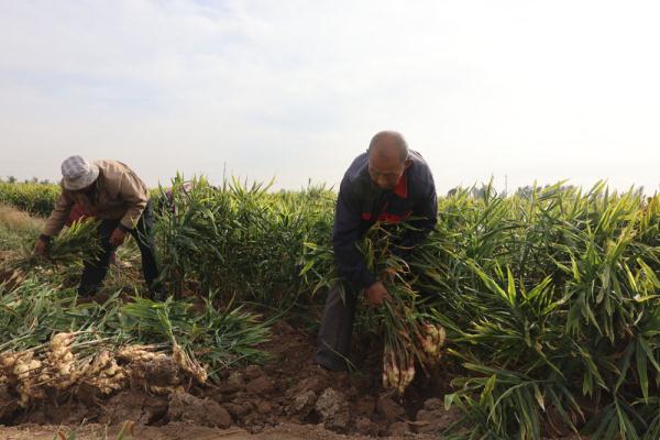 河北宁晋：生姜喜丰收 农户收获忙